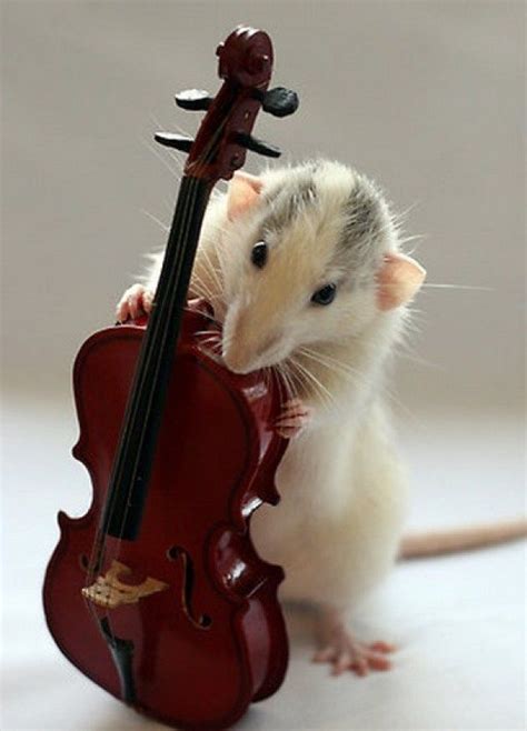 Journeying through the World of Rat Love Music: Where Rats and Music Collide